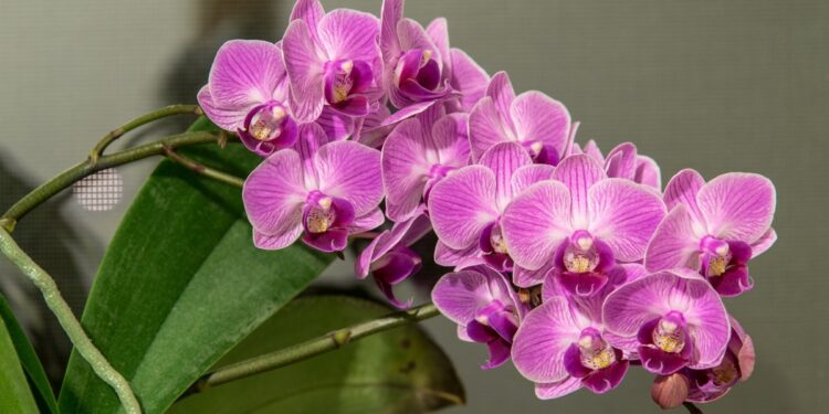 Bohatě kvetoucí orchidej.